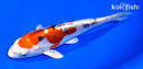 6" HEISEI NISHIKI