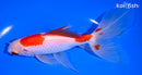6.75" WATONAI GOLDFISH