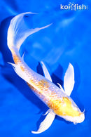 6.25" GINRIN LEMON HARIWAKE BUTTERFLY