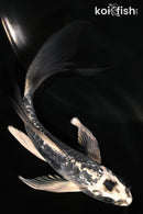 5.5" GINRIN ARAGOKE KIKOKURYU BUTTERFLY