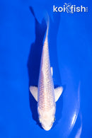 4" GINRIN PLATINUM OGON