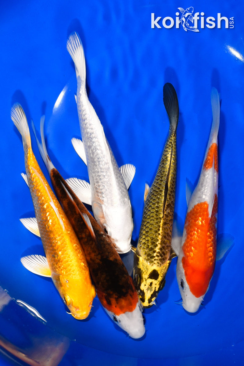 PACK OF (5) 5.75"-6.25" STANDARD KOI