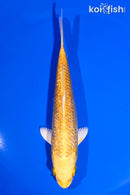 5.5" GINRIN YAMABUKI OGON