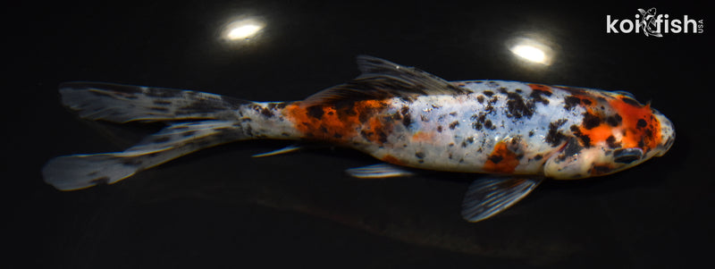 7.25" SHUBUNKIN GOLDFISH
