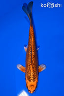 6.75" GINRIN KIN ORENJI MATSUBA