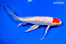 10.25" GINRIN TANCHO HARIWAKE BUTTERFLY