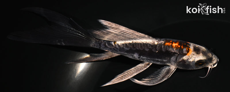 5.5" BENI KIKOKURYU BUTTERFLY