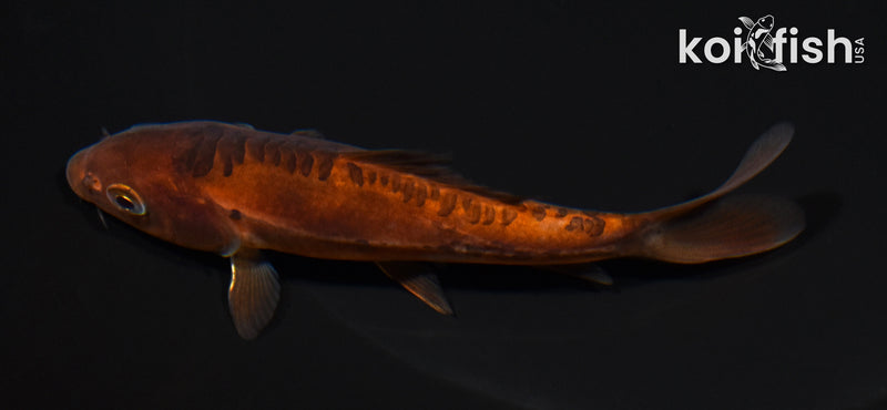 4" DOITSU CHAGOI