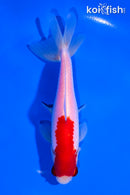 5.25" SARASA WAKIN GOLDFISH