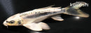 7" KIKOKURYU BUTTERFLY