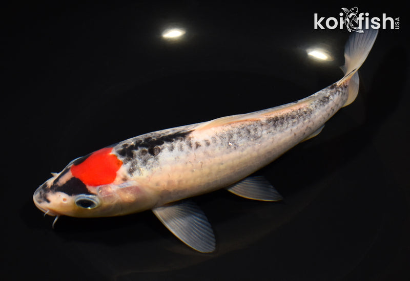 8" TANCHO GOSHIKI