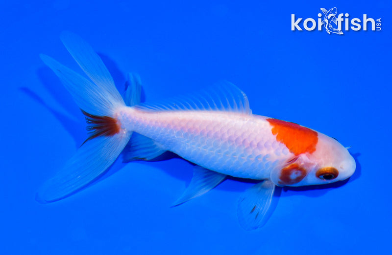 5.25" WATONAI GOLDFISH