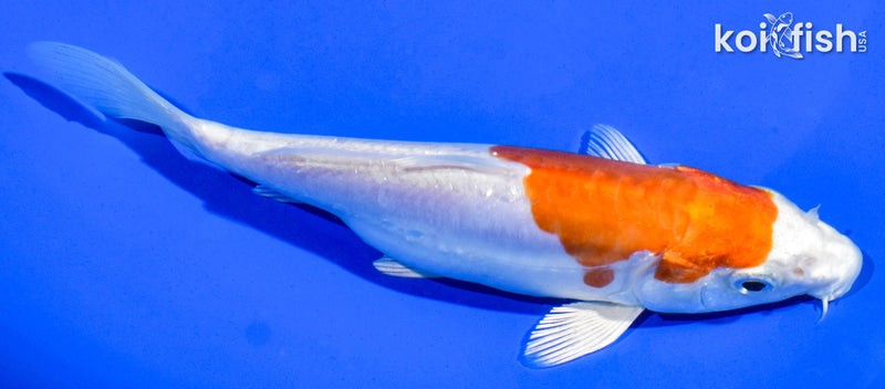 6.5" KIKUSUI