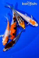 PACK OF (5) 3.75"- 4" STANDARD KOI