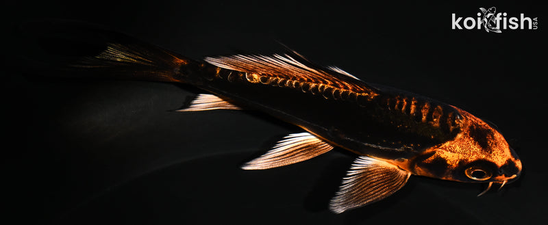 5.25" BENI KIKOKURYU BUTTERFLY