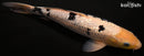 13" GINRIN SHIRO BEKKO