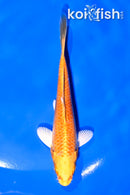 5" ORENJI OGON