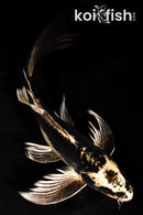 9.5" KIN KIKOKURYU BUTTERFLY