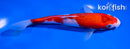 5.5" SANKE