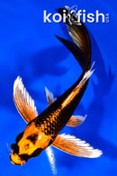 6" ORENI MATSUBA BUTTERFLY
