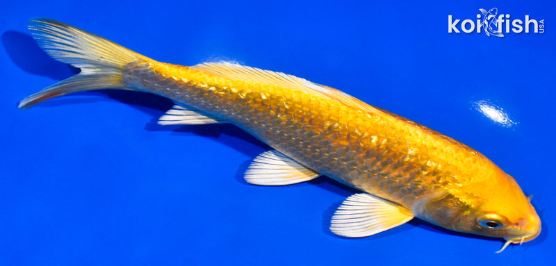 7" GINRIN YAMABUKI OGON