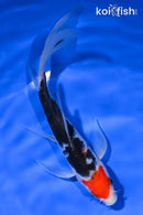 6.75" MARUTEN SANKE BUTTERFLY