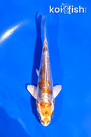 5" BENI KIKOKURYU