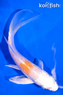 5.25" HARIWAKE BUTTERFLY