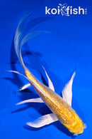 5" GINRIN YAMABUKI OGON BUTTERFLY