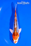 4.5" KUJAKU