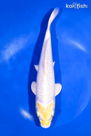 9.5" LEMON HAROIWAKE