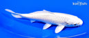 6.5" PLATINUM OGON