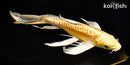 8.25" DOITSU YAMABUKI OGON BUTTERFLY