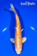 8" GINRIN YAMABUKI OGON