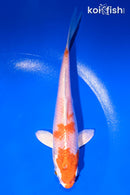 5.5" HARIWAKE