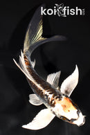 6.25" BENI KIKOKURYU BUTTERFLY