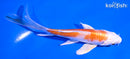 5.25" HARIWAKE BUTTERFLY