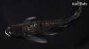 8.25" GINRIN OCHIBA SHIGURE BUTTERFLY