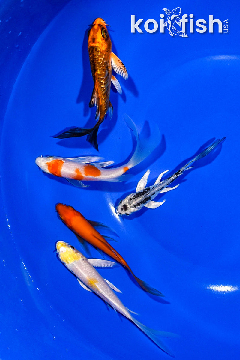 PACK OF (5) 3-4" BUTTERFLY KOI