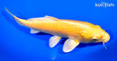 7.75" YAMABUKI OGON