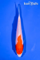 4" KOHAKU