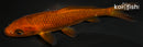 5.25" CHAGOI