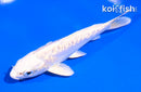 5" DOITSU PLATINUM OGON