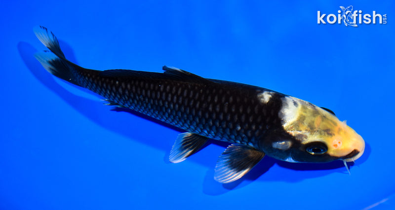 8" MATSUKAWABAKE