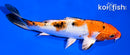 6" YAMATO NISHIKI