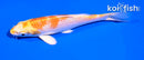 5" LEMON HARIWAKE