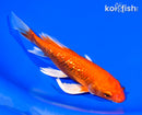 7" GINRIN ORENJI OGON BUTTERFLY