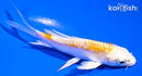 4" DOITSU LEMON HARIWAKE BUTTERFLY