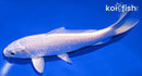7" PLATINUM OGON