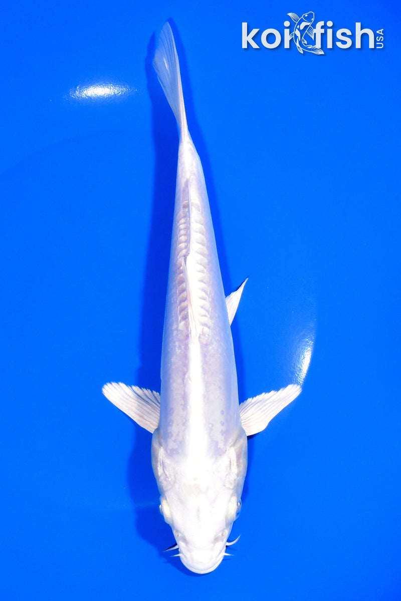 8" DOITSU PLATINUM OGON